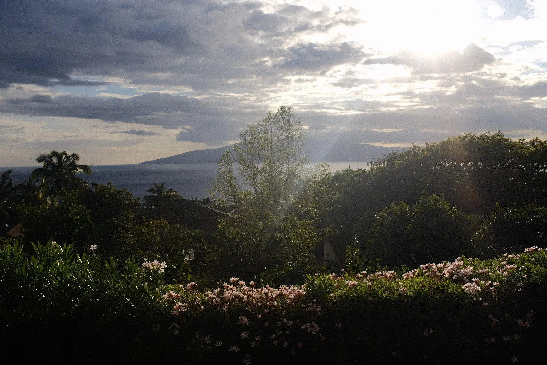 Sunbeams breaking through cloud over a bay, flowering shrubs in the foreground