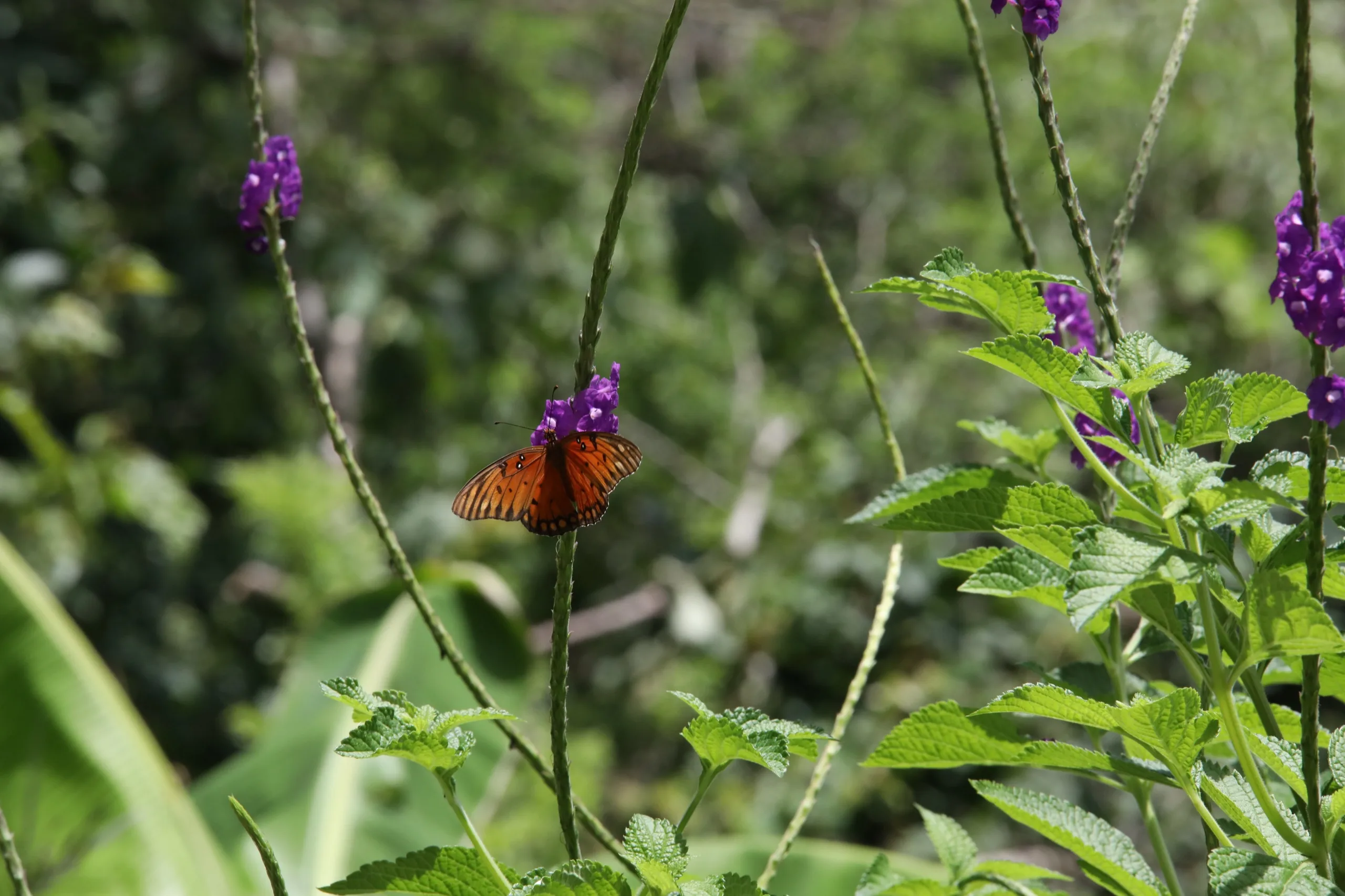 Orange gulf fritillary butterfly feeding on a purple verbena spike