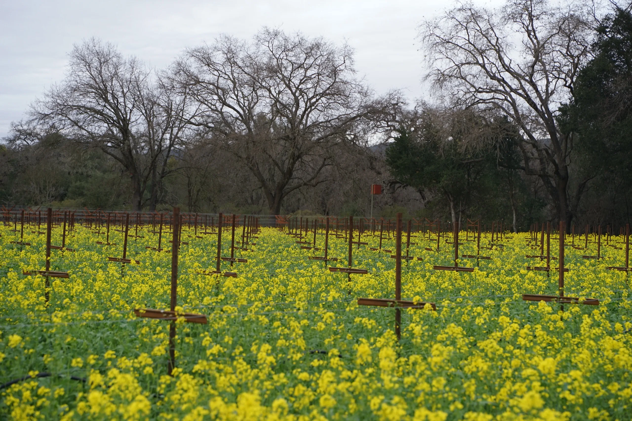 Bare winter vines above a field of yellow mustard flowers in bloom