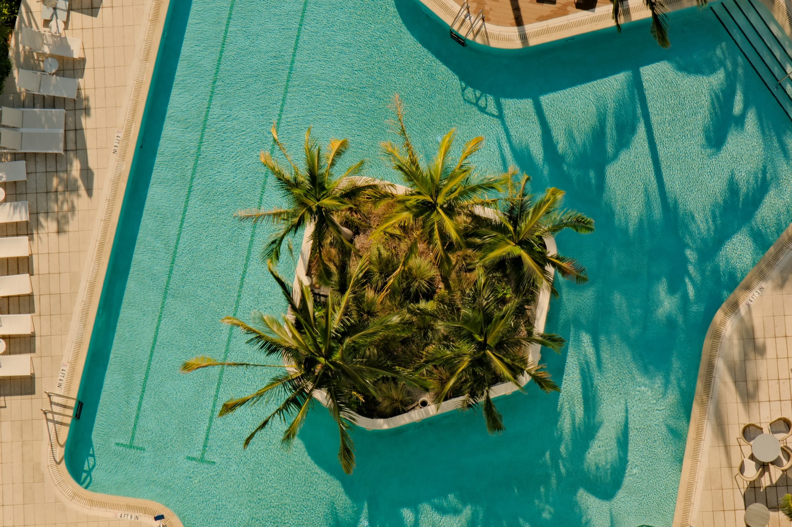 Rooftop pool seen from directly above, a planted island of palms at its centre