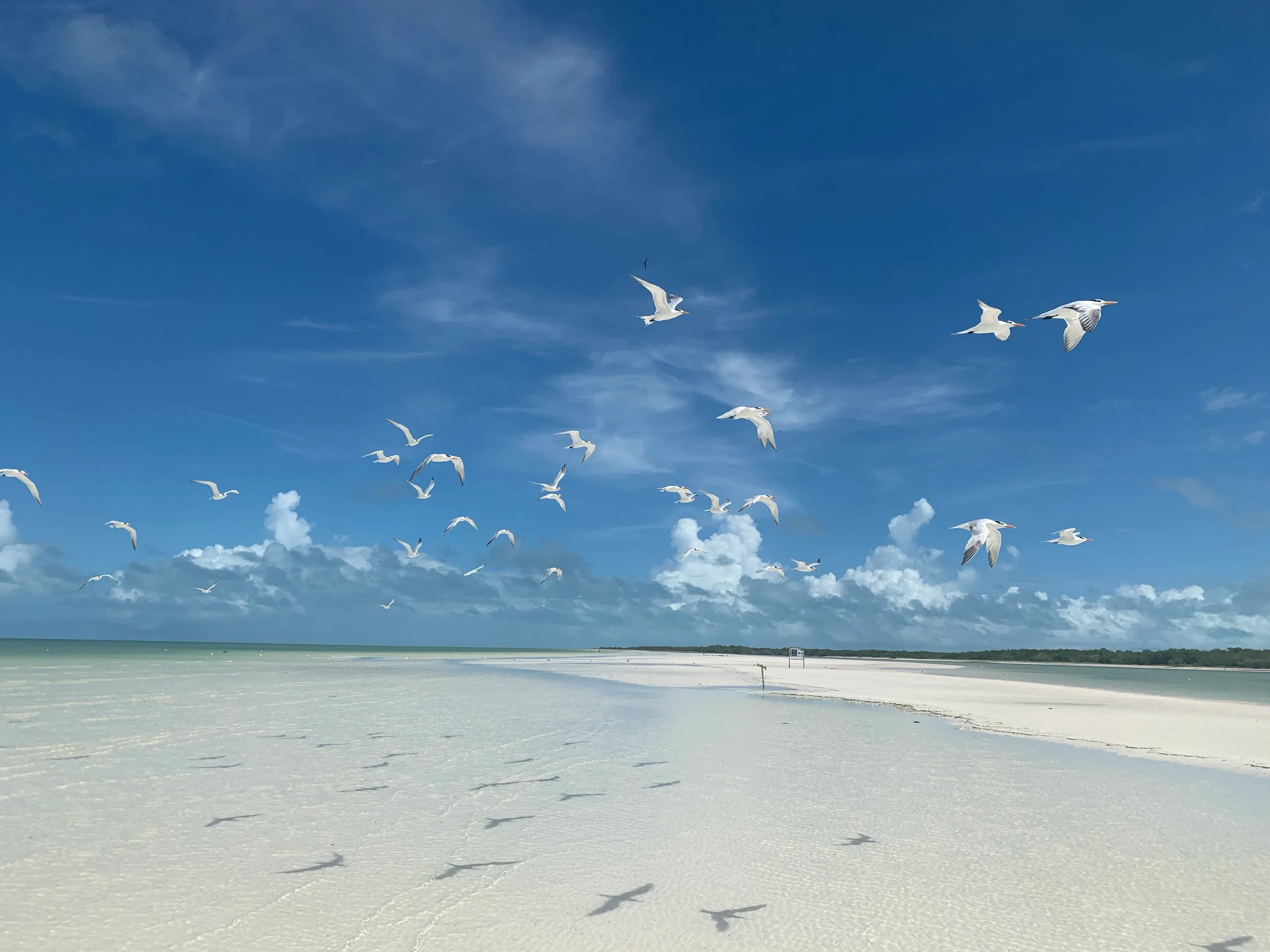 White terns wheeling above a shallow sandbar under towering fair-weather cloud